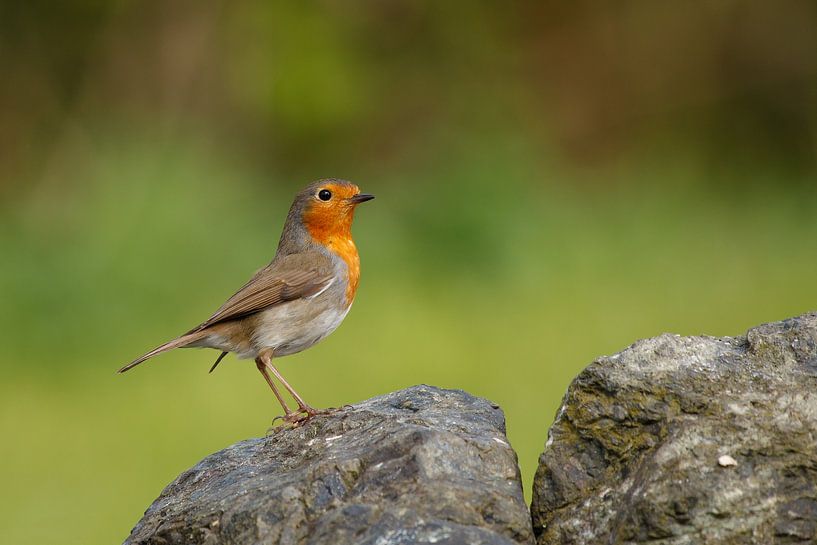 Roodborst van Dennis Schaefer