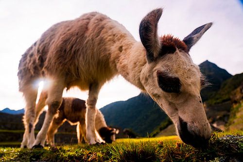 Grazende lama's in Machu Picchu