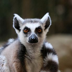 Katta von Matthias Brix