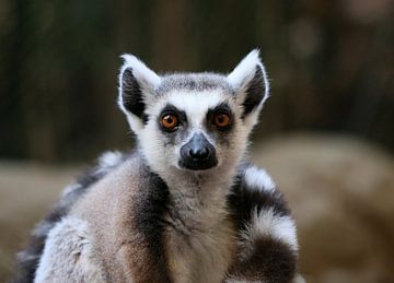 Catta by Matthias Brix