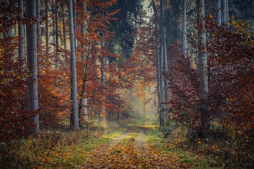 Herfstbos bij Stockach in Hegau