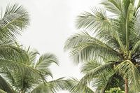 Die Palme | tropisch