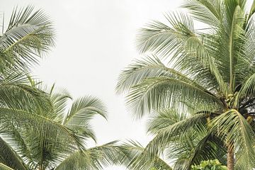 Le palmier tropical sur Femke Ketelaar