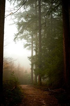 Mist in de Veluwse wouden van Jenco van Zalk