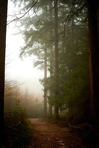 Brouillard dans les forêts du Veluwe