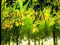 Kastanjebladeren in tegenlicht met fietser