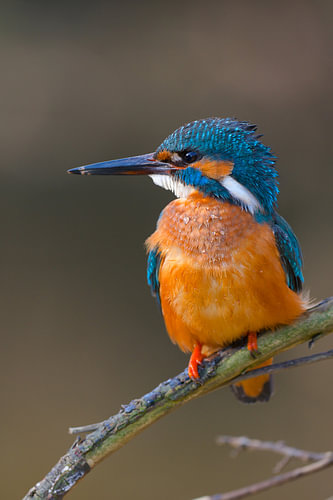 IJsvogel