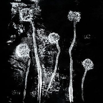 Botanica delicata. Clover flowers in white on black. by Dina Dankers