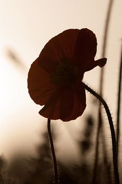 Silhouette einer Mohnblume von Ellis Peeters