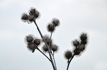 Natuur in zijn eenvoud van Gwen Laremans