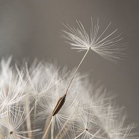 Tot ziens! Een pluisje verlaat de paardenbloem van Marjolijn van den Berg