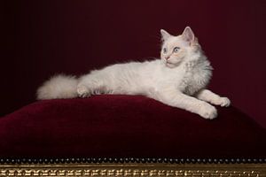 Prinzessin