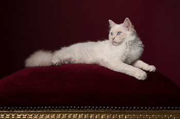 Prinses