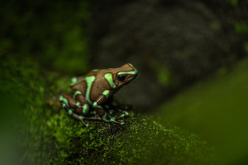 Groen met bruine pijlgifkikker