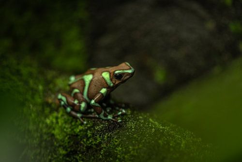 Groen met bruine pijlgifkikker