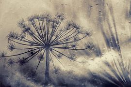 Silhouette Giant hogweed in winter.