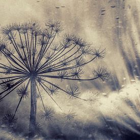 Silhouette Giant hogweed in winter. by Ellen Driesse