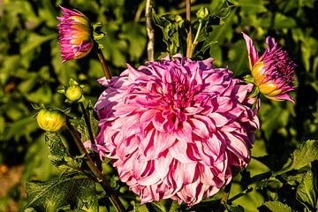 Fleur de dahlia et bokeh sur Dieter Walther