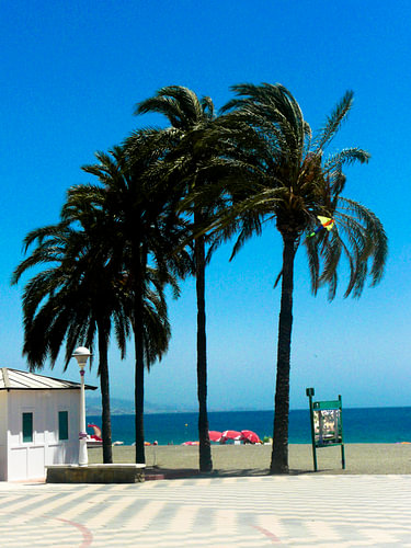 palmen