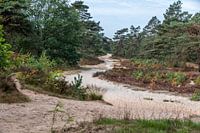 Dünenpfad in Drents Friese würde