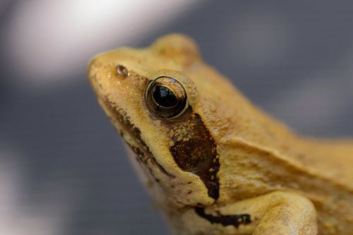 frog"en profil"
