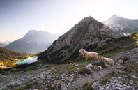 schapen met lammeren in hoge bergen bij meer bij zonsopgang van Olha Rohulya thumbnail