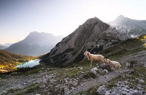 moutons avec agneaux en haute montagne au lac au lever du soleil
