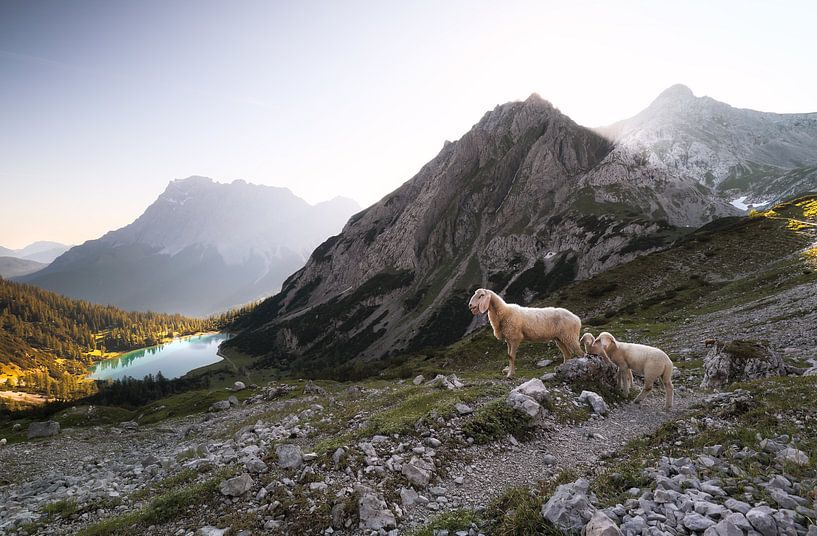 schapen met lammeren in hoge bergen bij meer bij zonsopgang van Olha Rohulya