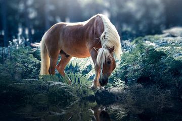 horse fairytale van Kim van Beveren