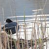A coot in the reeds – a peaceful moment by the lake by Christina Bauer Photos