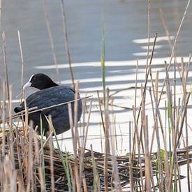Een meerkoet in het riet – een rustig moment aan het meer van Christina Bauer Photos