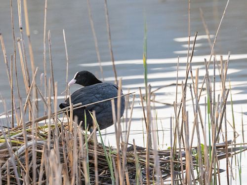A coot in the reeds – a peaceful moment by the lake by Christina Bauer Photos