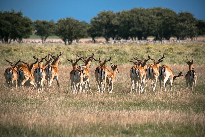 All on the run... by Marc Hollenberg