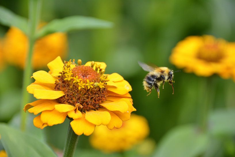 Flugshow 5 van Edgar Schermaul