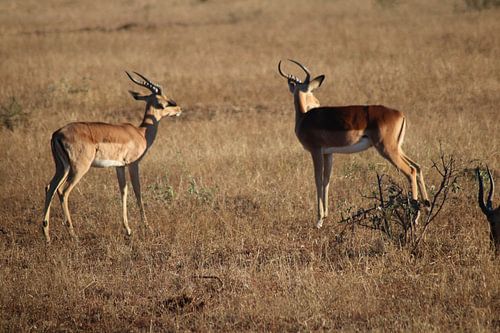 Afrikanische Gazelle