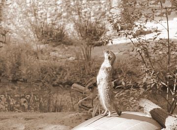 Suricate en sépia.