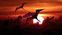 Frigate birds against setting sun