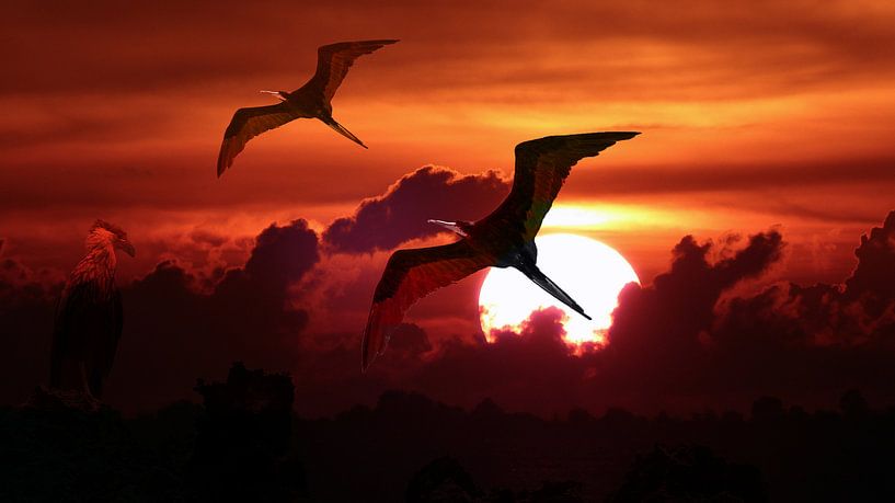 Fregat vogels tegen ondergaande zon van Loraine van der Sande