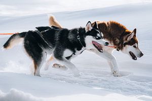 Husky Race in Finland van fromkevin
