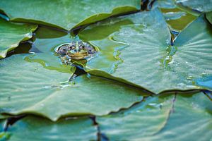 Groene kikker (Pelophylax) tussen de waterplanten in een vijver van Carola Schellekens