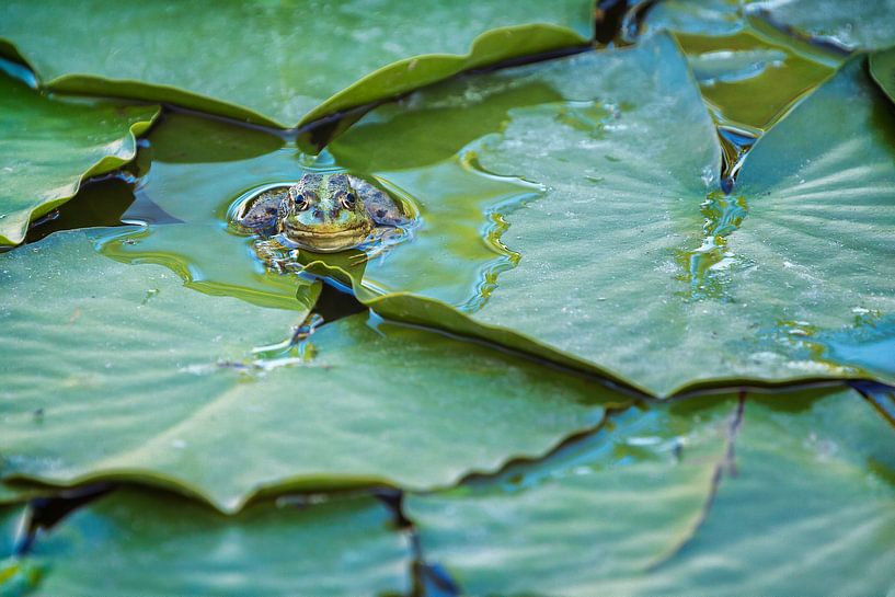 Groene kikker (Pelophylax) tussen de waterplanten in een vijver van Carola Schellekens