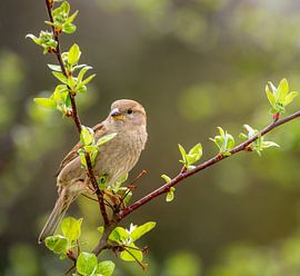 Close-up of a female house sparrow on a branch