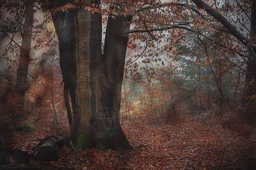 Boom met herfstkleuren