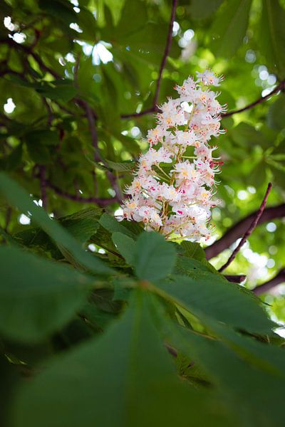 Fleur de châtaignier un matin de printemps par Kerstin Marosi