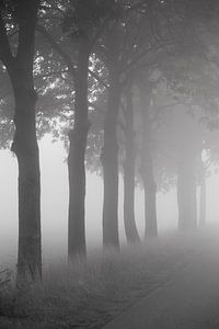 Bomen langs de weg van Elroy Spelbos Fotografie