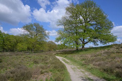 Panorama heide bij Heelsum