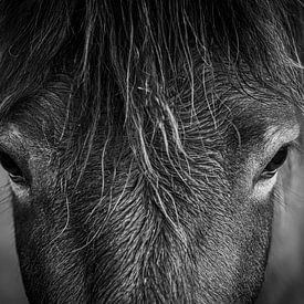 Pferdekopf von Rianne Kugel