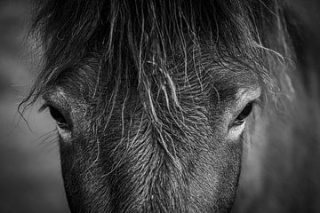 paarden hoofd van Rianne Kugel