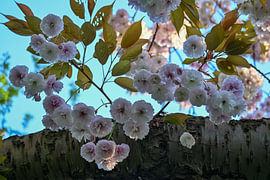 Fleurs en forme de V sur Anna Saskia Mekel