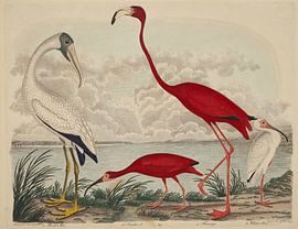 John G. Warnicke und Alexander Wilson – Waldibis, Scharlachibis, Flamingo und Weißibis (erschienen 1808–1814) von Timeless Artworks